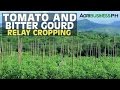 Vegetable Production Technology: Tomato and Bitter Gourd Relay Cropping