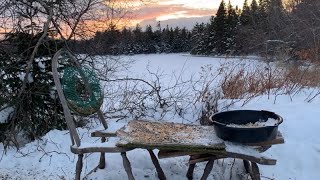 LIVE! Bird Cam Livestream Sunset on The Cove New Brunswick 🇨🇦 26 Jan 2025 #birds