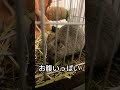 おもちの日常【さがしもの】 テグー ペット