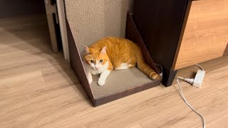 猫が食べたくなる程お気に入りの爪研ぎ。