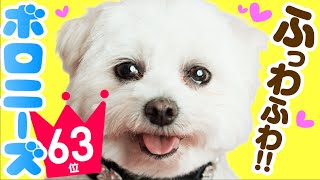 ❤️人気63位【ボロニーズってどんな犬？】子犬の価格や性格、寿命、飼いやすさは？ カワイイ動画でチェック！