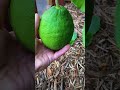 top citrus tree that everyone should grow best citrus tree for containers