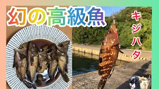 『キジハタ』煮付けしたらなんと〇〇の味だった⁈