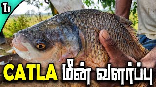 CATLA FISH FARMING