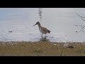 ｉｋａｒａｂｉ野鳥動画　アカアシシギ　common redshank