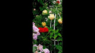 难得Amstrong有奥斯汀的黄金庆典 ( David Austin Rose Golden Celebration \u0026 Climbing Rose Don Juan in Amstrong)