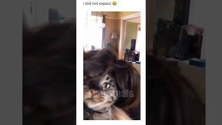 😂funny animal videos that i found for you #72😂