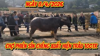 Ngày 8/4 chợ trâu sín chéng simacai xuất hiện trâu 100tr và cập nhật giá trâu bò sín chéng mới nhất