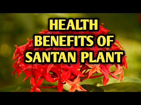 What kind of flower is Santan?