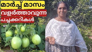 മാർച്ച് മാസത്തെ കൃഷികൾ | What to plant in the month of March | Malayalam