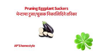 भेन्टामा चुसक टिप्ने तरिका/ Pruning Eggplant Suckers