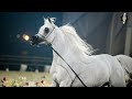 purebred arabian horse the legendary marwan al shaqab