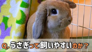 【うさぎは飼いやすい？】気になる疑問にお答え。うさぎは飼いやすいとよく聞くけど実際はどうなのか。100本目記念動画です。～ホーランドロップみかん