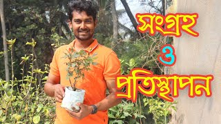 নতুন গোলাপ গাছ সংগ্রহ  ও পরিচর্যা,  সম্পূর্ণ টিপস