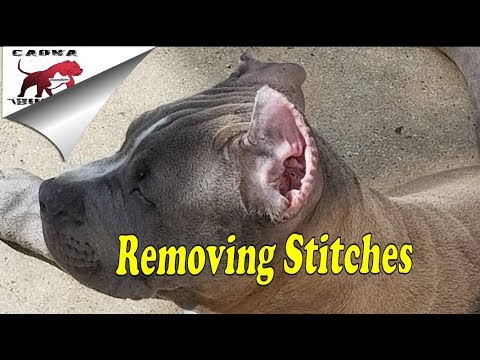 How To Remove Your Bully's Ear cropping Stitches at Home How To Remove Your Bully's Ear cropping Stitches at Home