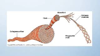 Final Cut CSC - Group #119 - Collagen - COLLAGEN ppt with recording