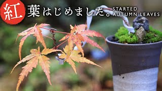 #shorts Maple pottery cup mini bonsai Finally the autumn leaves have begun【Bonsai diary 12/9】