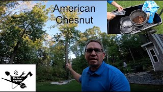 Trying to Save the American Chestnut Tree 2024 - Chestnut Harvest \u0026 Germination