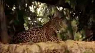 Jaguar Adventure Nigel Marven / OutBackBrazil.com