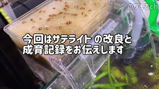 【パクチー栽培】水耕栽培の経過