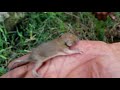 rescue abandoned mouse puppies ii serving the helpless animals ii paradise tv