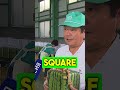 Square Watermelons: A Japanese Invention | #facts #shorts