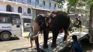 Wijaya Raja Tusker විජය රාජා, තායි ඇතා. ශ්‍රී දළදා මාලිගාව