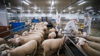 How Sheep’s Wool is Made: From Shearing to Yarn.