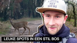 Vlog #319: Grijze ochtend wild spotten op de Veluwe