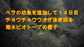 【海水魚の屋外海水ビオトープ飼育】ベラの幼魚を追加して14日目の様子について