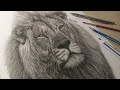 Steps How Draw a Realistic Lion / Time Lapse Video / Lion Drawing / Lion Sketch / Rold Art