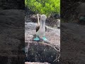 The blue-footed booby, scientifically known as Sula nebouxii, is a marine bird #amazing