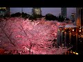 ミッドタウン夜桜