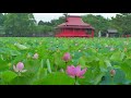 【蓮】開花過程 猿賀神社【青森県平川市】4k60p