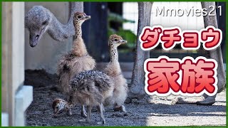 【ダチョウファミリー】ハプニングから無事生育！高速ヒナ走行〜旭山動物園 Ostrich Family