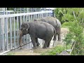 アジアゾウ　♪ホースでシャワー♪（アドベンチャーワールド）asian elephant （adventure world shirahama japan）