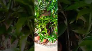 #Zs garden #flowers #indoorplants #plants #garden #youtube #tiktok #fb #indoor #shortvideo #shorts