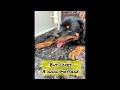 vlog 21 owning a rottweiler rottweiler bathing dogbath dog funny shorts theotales love