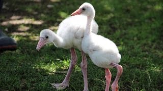 Flamingo Chicks' Daily Walk