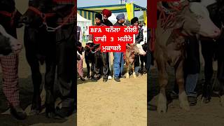 BFA ਮੇਲਾ ਧਨੌਲਾ ਨੀਲੀ ਰਾਵੀ 3 ਮਹੀਨੇ ਦੇ ਮੁਕਾਬਲੇ