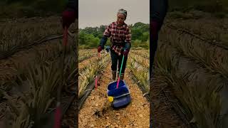 Fertilizing Pineapple Seedlings process