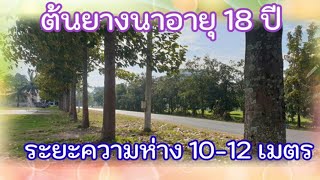 ต้นยางนา อายุ 18 ปี ระยะการปลูกความห่างระหว่างต้น 10 - 12 เมตร #ปลูกต้นไม้ #ยางนา #ปลูกป่า