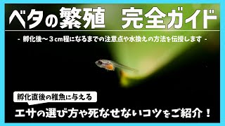 【アクアリウム】ベタ産卵後からの完全ガイド！失敗しない稚魚の育成方法！ Aquarium Kind #18 betta fish breeding/繁殖/インフゾリア/ブラインシュリンプ/隔離/エサ