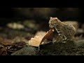 World's smallest cat 🐈- BBC
