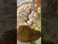 marang fruit of the philippines