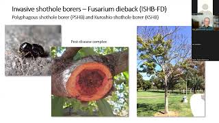 UCCE 2022 Southern California Invasive Wildland and Urban Tree Pests Webinar