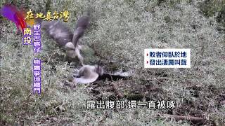 2019.06.02【在地真台灣】不相讓！兩熊鷹爭地盤  天上纏鬥至地面