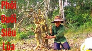 Lần Đầu Săn Tìm Cây Cảnh Núi Trúng Cây Duối Siêu Lủa||CHÂN ĐẤT BONSAI