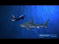 living and extinct sharks size comparison animated and other large fish