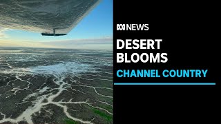 Channel Country blooms as floodwaters transform outback desert, stunning tourists | ABC News